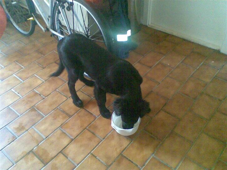 Flat coated retriever paco billede 2