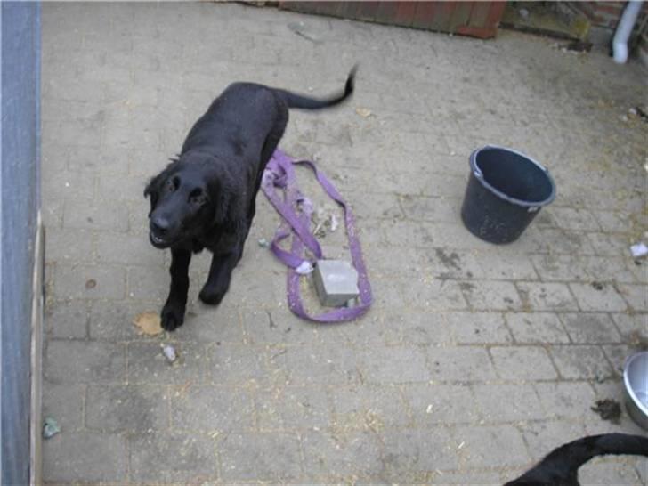 Flat coated retriever paco billede 3