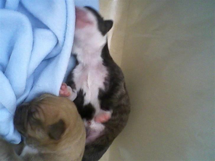 Blanding af racer Lucy billede 11