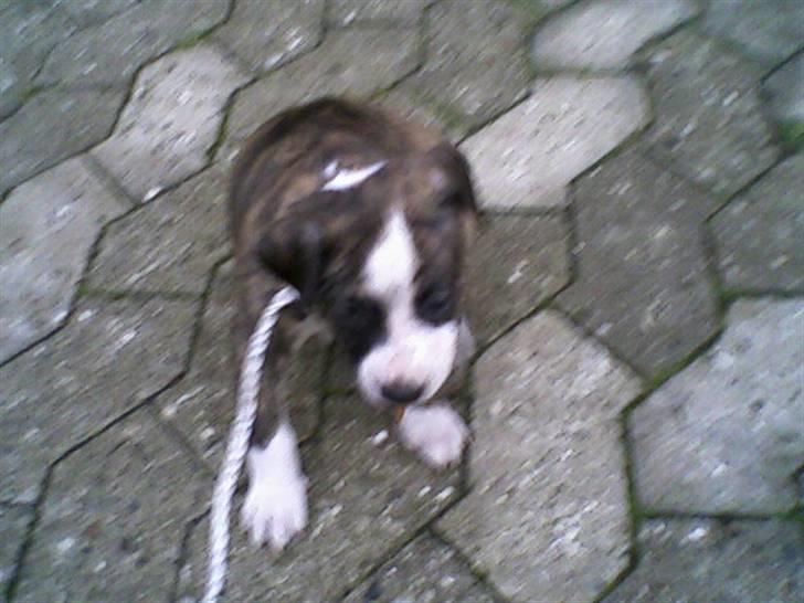 Blanding af racer Lucy billede 12