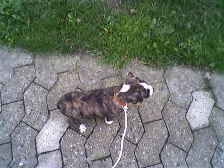 Blanding af racer Lucy billede 13