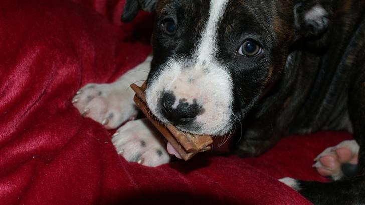 Amerikansk staffordshire terrier Nala billede 4