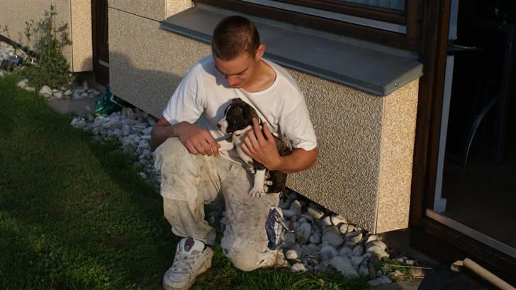 Amerikansk staffordshire terrier Nala - Nala 8 uger :) billede 5