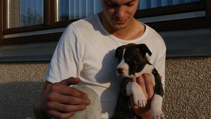 Amerikansk staffordshire terrier Nala - Stefan og Nala. billede 6