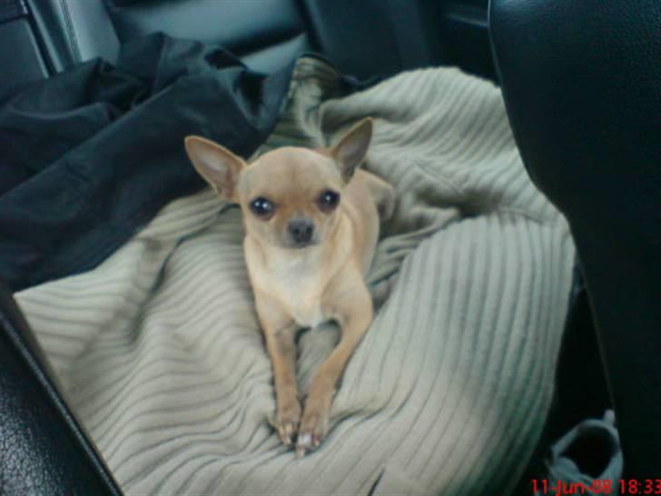 Chihuahua Chili (mors dejlige tøs) billede 9