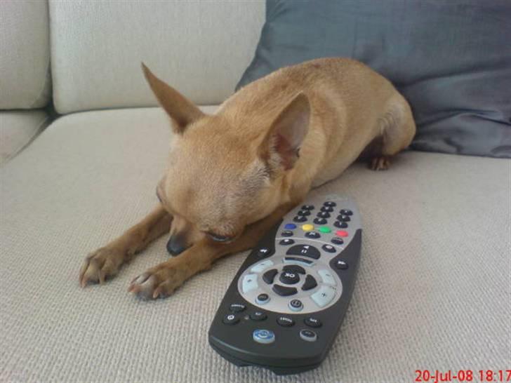 Chihuahua Chili (mors dejlige tøs) - Øv der er bare ingenting i fjernsynet, tager mig en lur istedet ZZzzz... billede 10