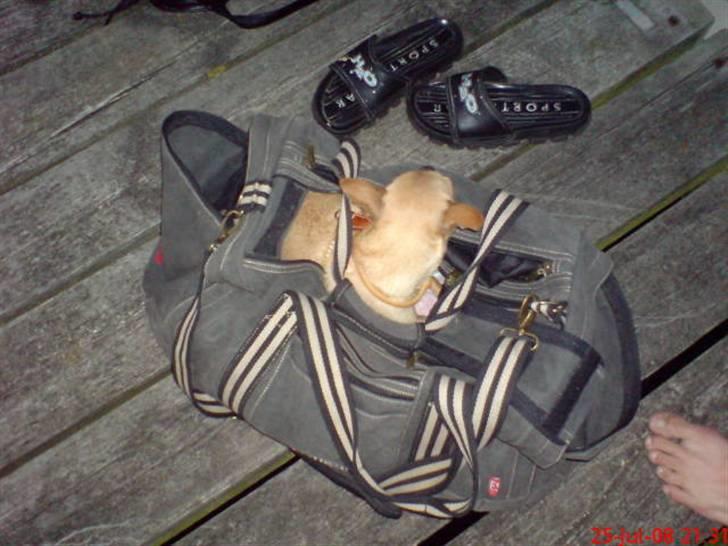 Chihuahua Chili (mors dejlige tøs) - Godt far ku få mig sikkert fra båden ind på broen, tror jeg bliver liggende her til vi er sikre på land. billede 11