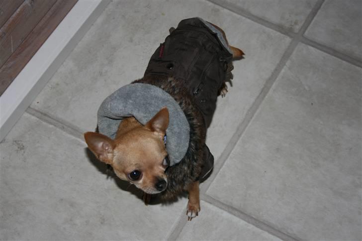 Chihuahua Chili (mors dejlige tøs) billede 12