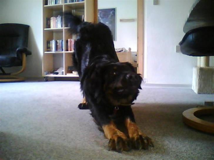 Blanding af racer bella - så stor er jeg når jeg strækker mig billede 16