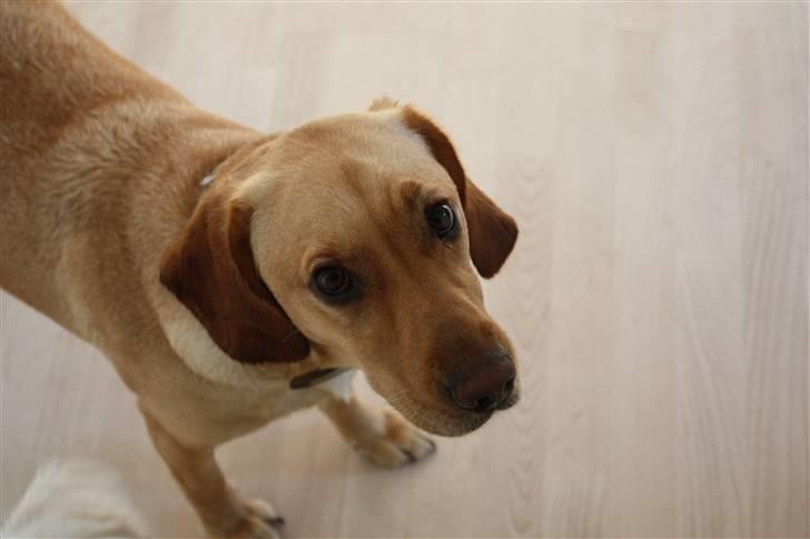 Blanding af racer Freia billede 19