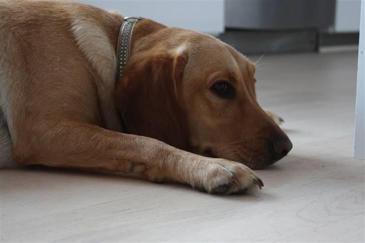 Blanding af racer Freia billede 20