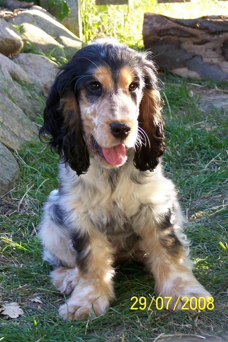 Cocker spaniel Nanna - Næsten 4 mdr billede 3
