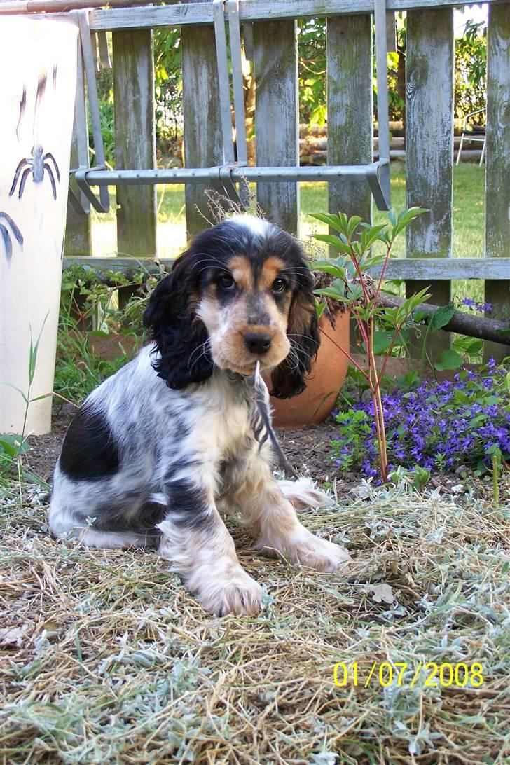 Cocker spaniel Nanna - 3 mdr. selvfølgelig med noget i munden billede 4