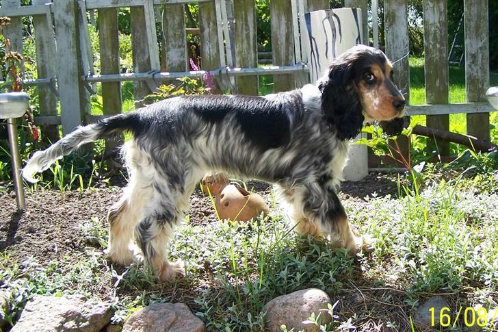 Cocker spaniel Nanna - 4½ mdr billede 5