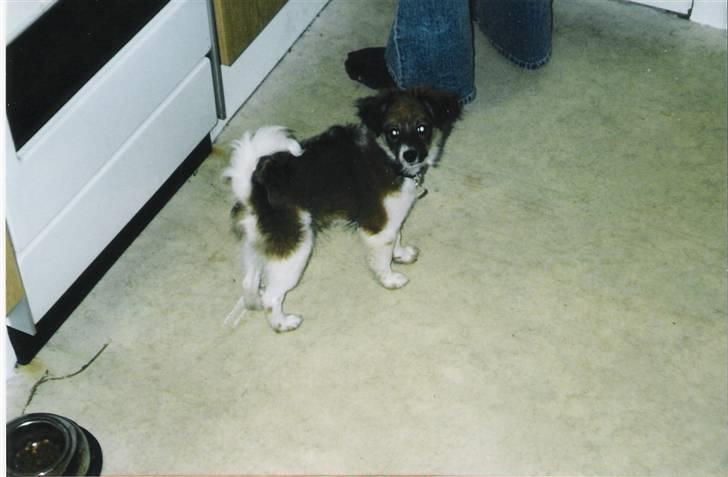 Papillon Blanding ¤¤Mons<3¤¤ billede 9
