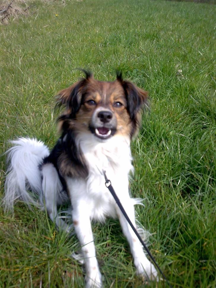 Papillon Blanding ¤¤Mons<3¤¤ billede 10