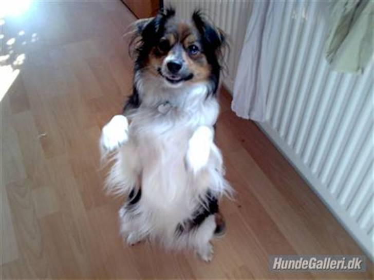 Papillon Blanding ¤¤Mons<3¤¤ billede 11
