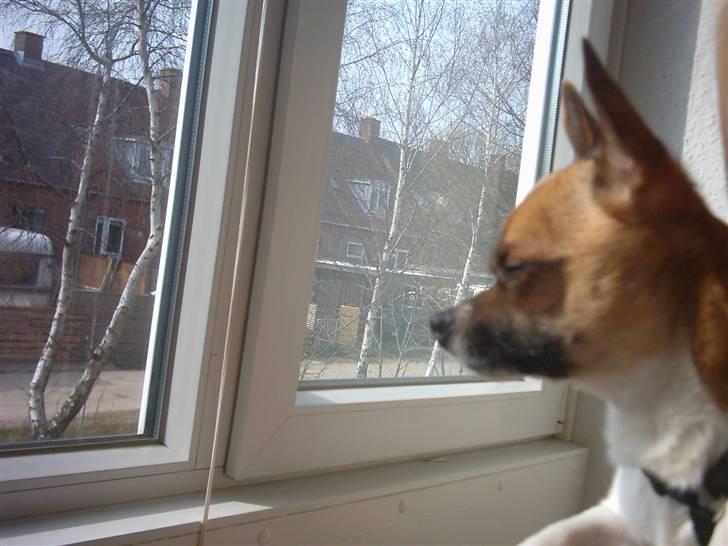 Chihuahua ;- Ricky-; billede 17