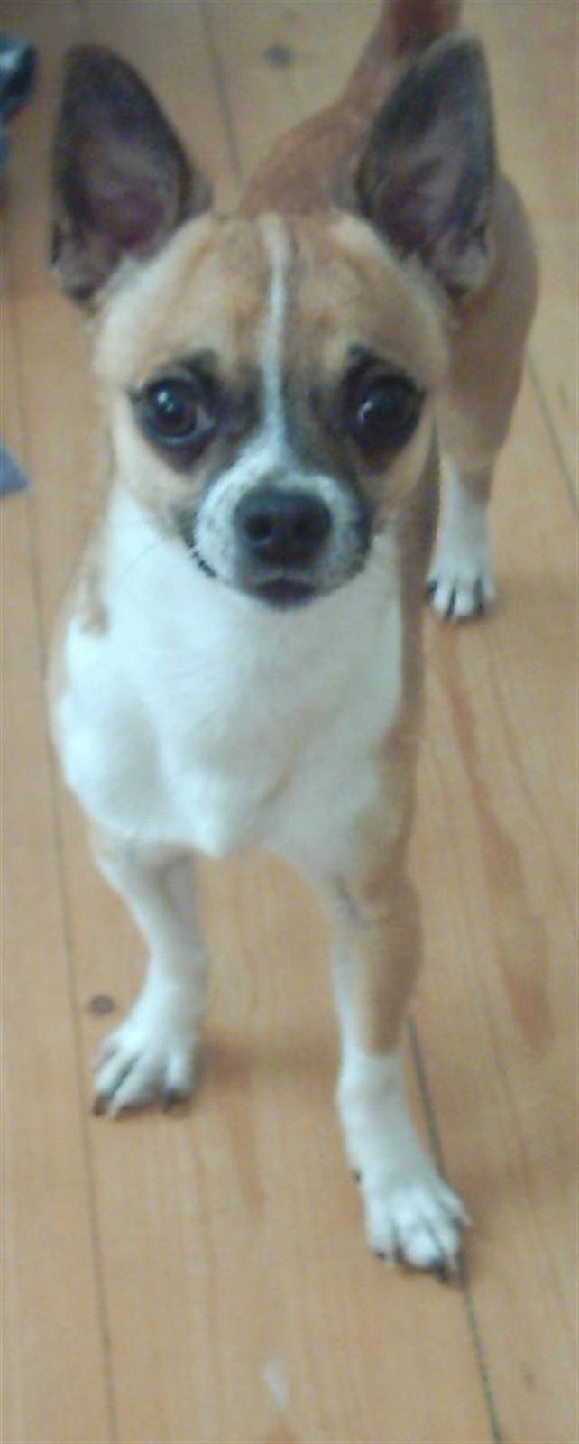 Chihuahua ;- Ricky-; billede 18