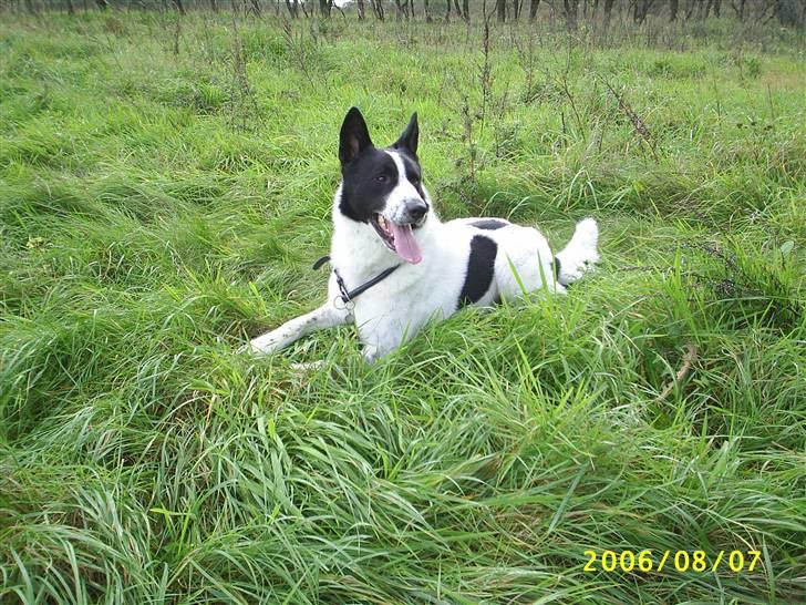 Blanding af racer basse:-* - Dejlige natur;D<3 billede 18