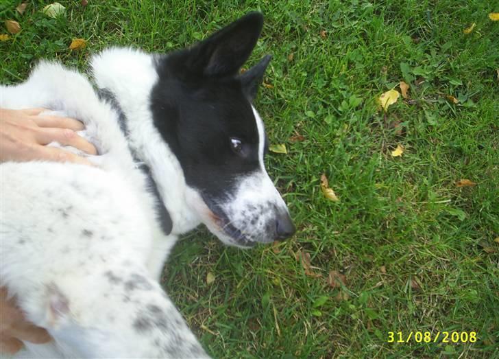 Blanding af racer basse:-* - jeg skal nusses nusses nusses bli bar ved!!!:D<3 billede 19