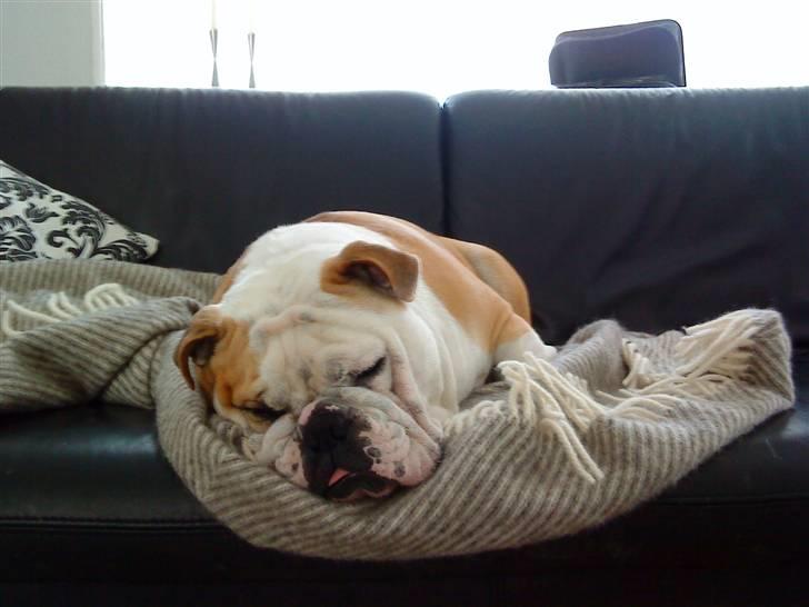 Engelsk bulldog tjalfe billede 13