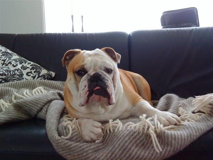 Engelsk bulldog tjalfe billede 14