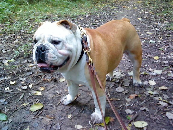 Engelsk bulldog tjalfe billede 15