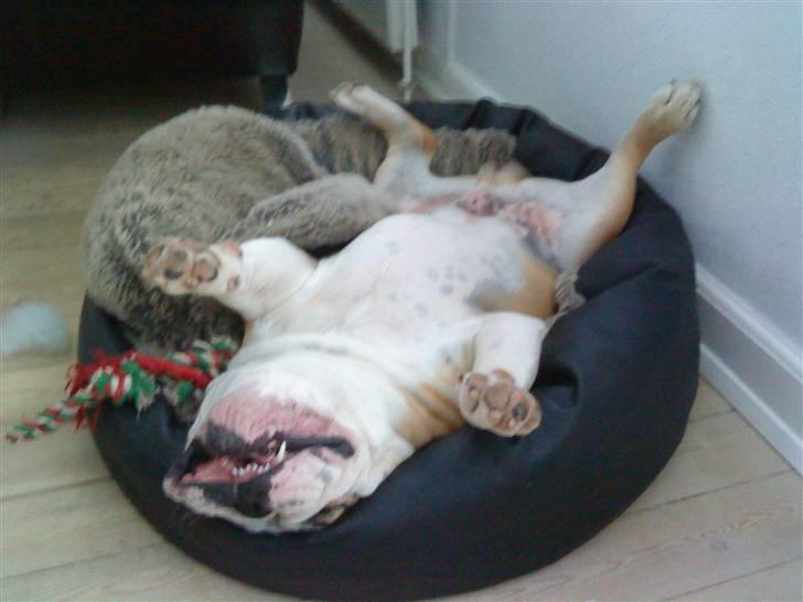 Engelsk bulldog tjalfe billede 16