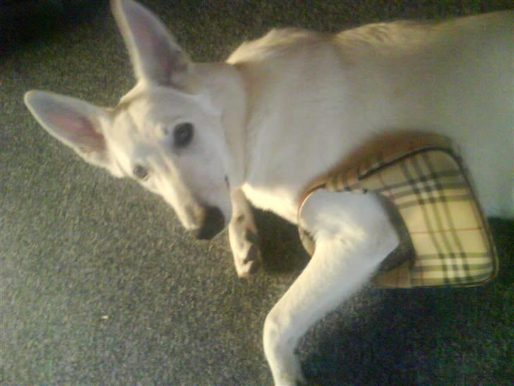 Hvid schæfer Gucci død r.i.p savnet - Mig og mors Gucci taske billede 12