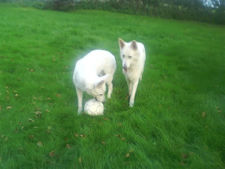 Hvid schæfer Gucci død r.i.p savnet - Skal vi lege billede 13