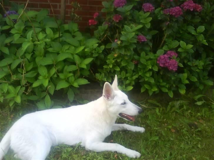 Hvid schæfer Gucci død r.i.p savnet - dejligt at ligge i skyggen billede 14