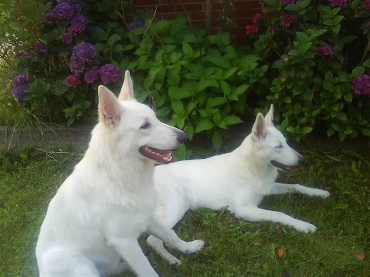 Hvid schæfer Gucci død r.i.p savnet - mig og min prins billede 15