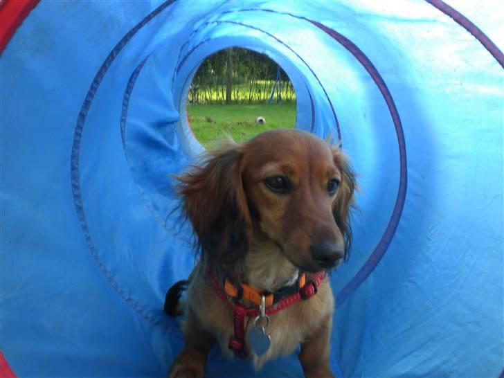 Miniature gravhund sille - leger i en tunnel :O) billede 13