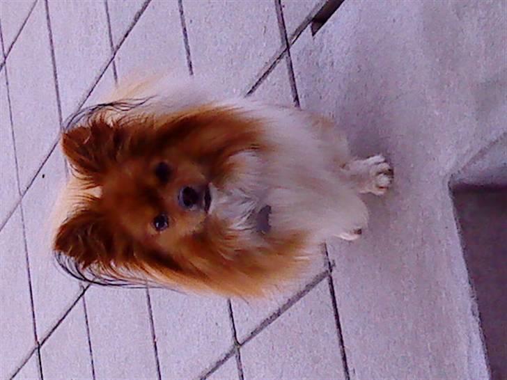 Papillon Gismo billede 1