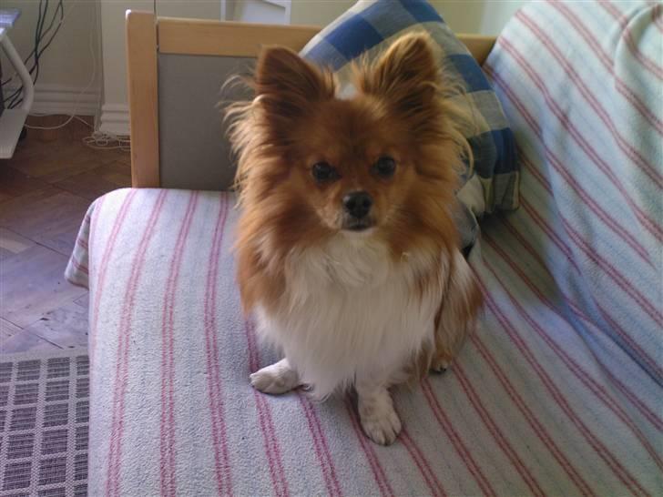 Papillon Gismo billede 2