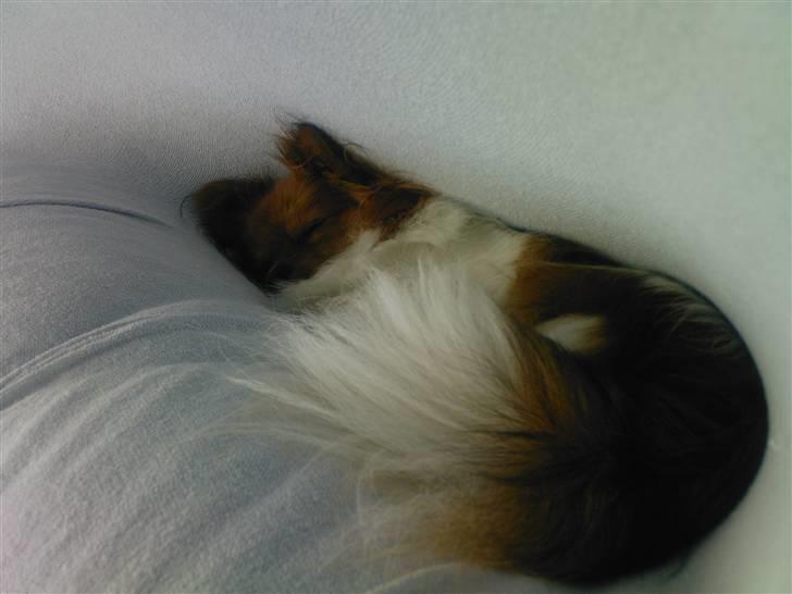 Papillon Gismo billede 3