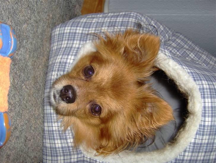 Papillon Gismo billede 4