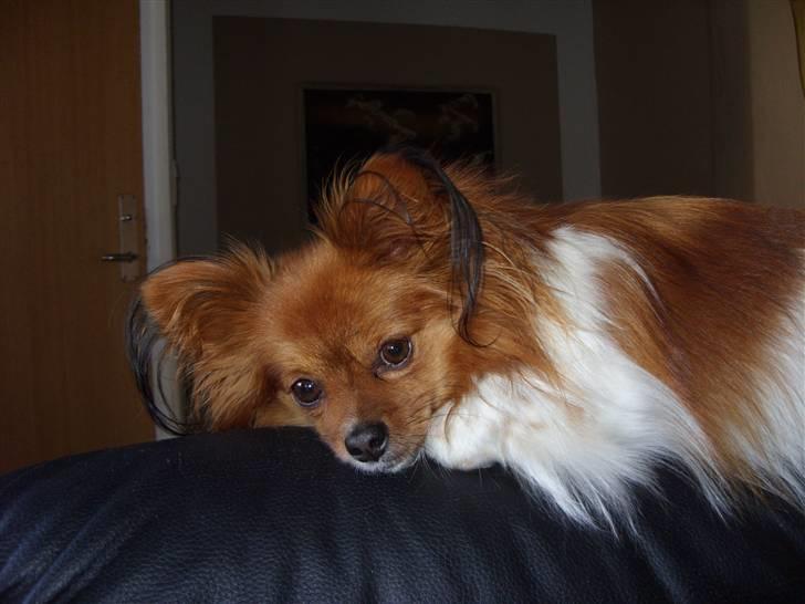 Papillon Gismo billede 5