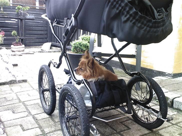 Papillon Gismo billede 6