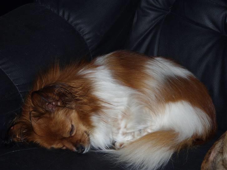 Papillon Gismo billede 7