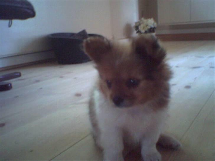 Papillon Gismo billede 8