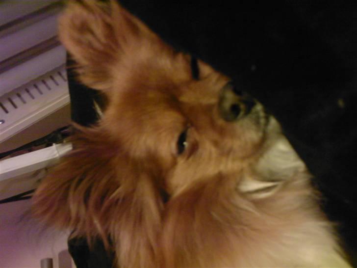 Papillon Gismo billede 9