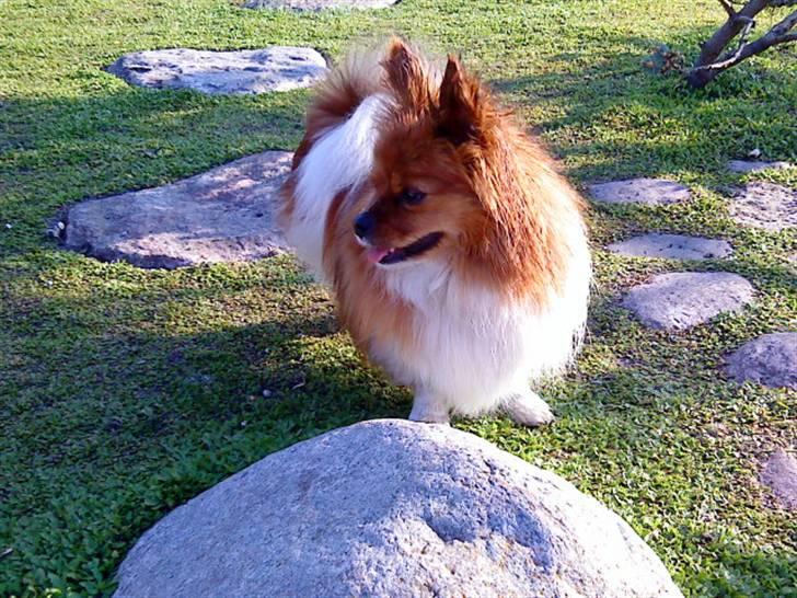 Papillon Gismo billede 10