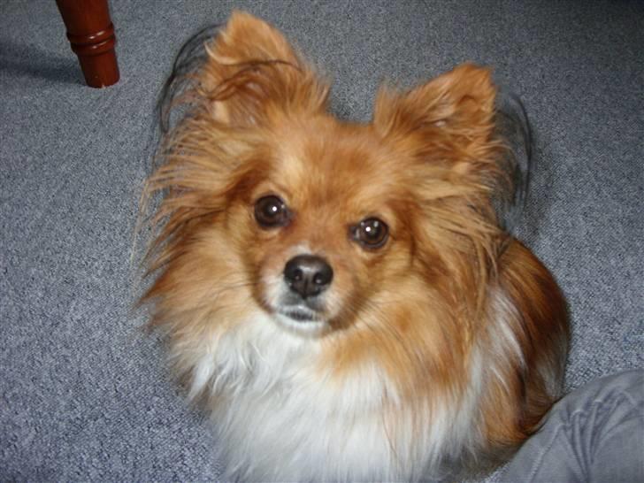 Papillon Gismo billede 11