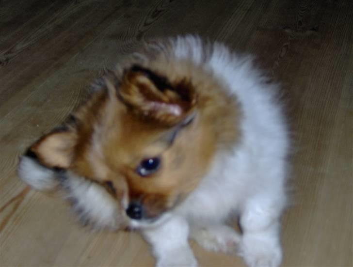 Papillon Gismo billede 12