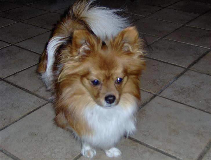 Papillon Gismo billede 13