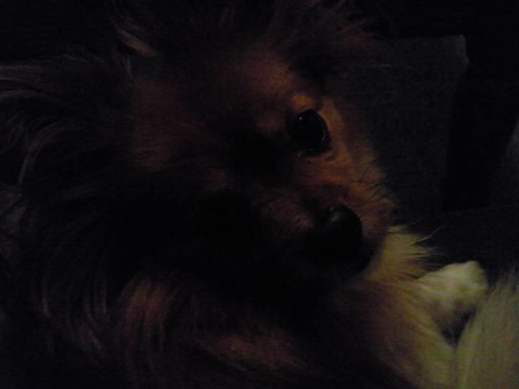 Papillon Gismo billede 14