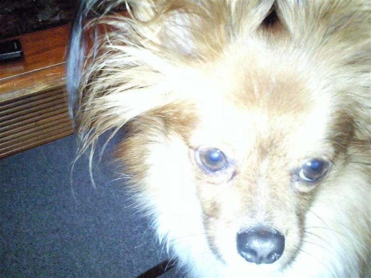 Papillon Gismo billede 15