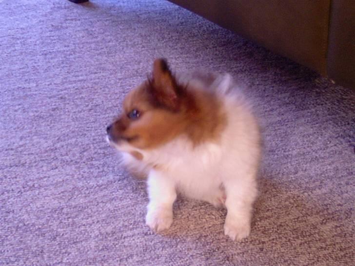 Papillon Gismo billede 16